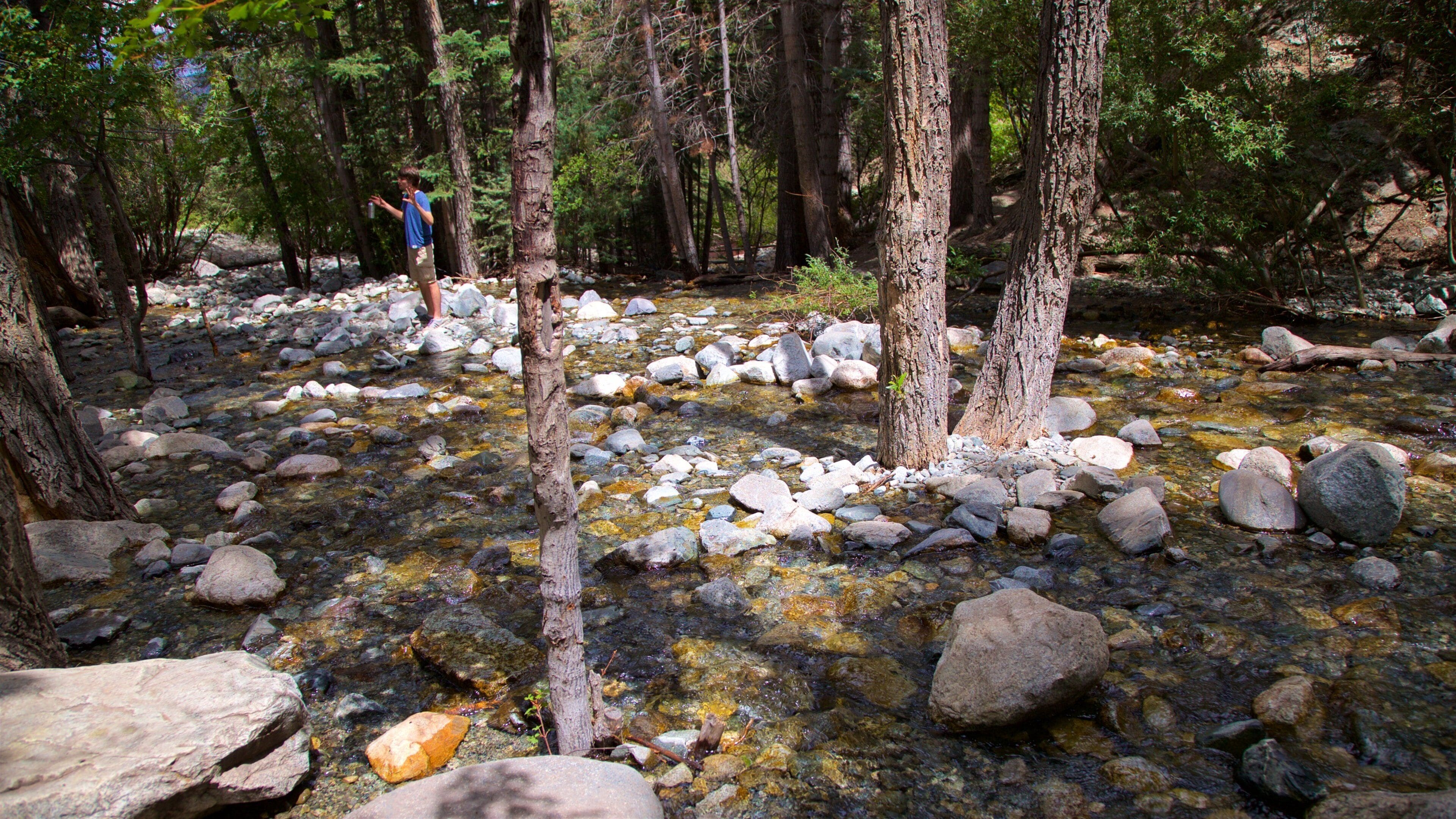 Sangre de Cristo Mountains featuring forests and a river or creek