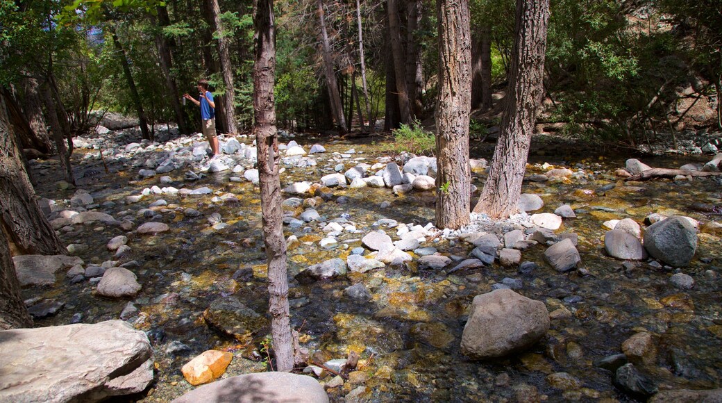 Sangre de Cristo Mountains featuring forests and a river or creek