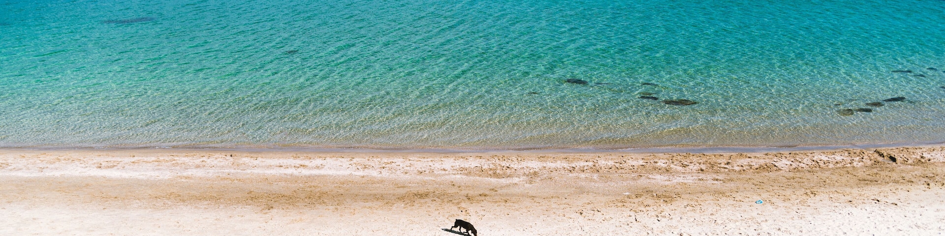 lovers sit on the shore with a dog view from a drone. view of the ocean and a couple sitting on the shore