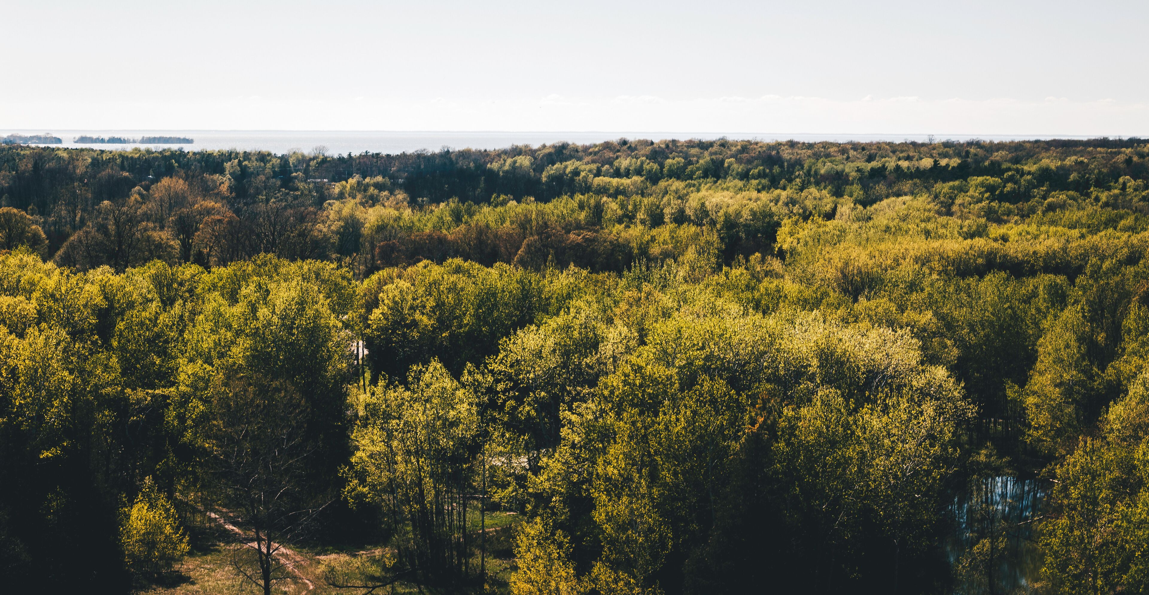 Overlook of a Forest at Potawatomi State Park in Sturgeon Bay, Wisconsin. Beautiful Forest at the shore of Lake Michigan in Mid-May in Door County