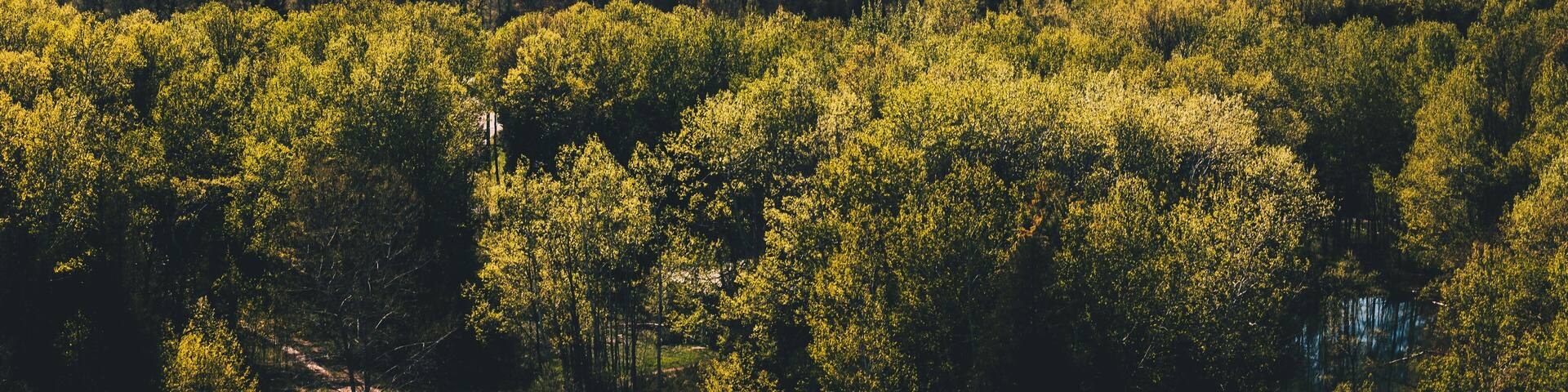 Overlook of a Forest at Potawatomi State Park in Sturgeon Bay, Wisconsin. Beautiful Forest at the shore of Lake Michigan in Mid-May in Door County