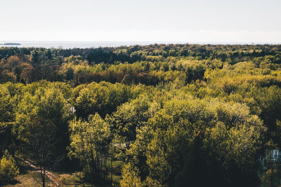 A dense forest with a clear view of the horizon.