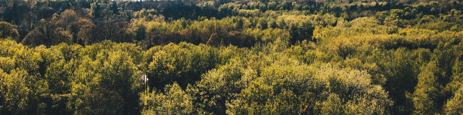 Overlook of a Forest at Potawatomi State Park in Sturgeon Bay, Wisconsin. Beautiful Forest at the shore of Lake Michigan in Mid-May in Door County