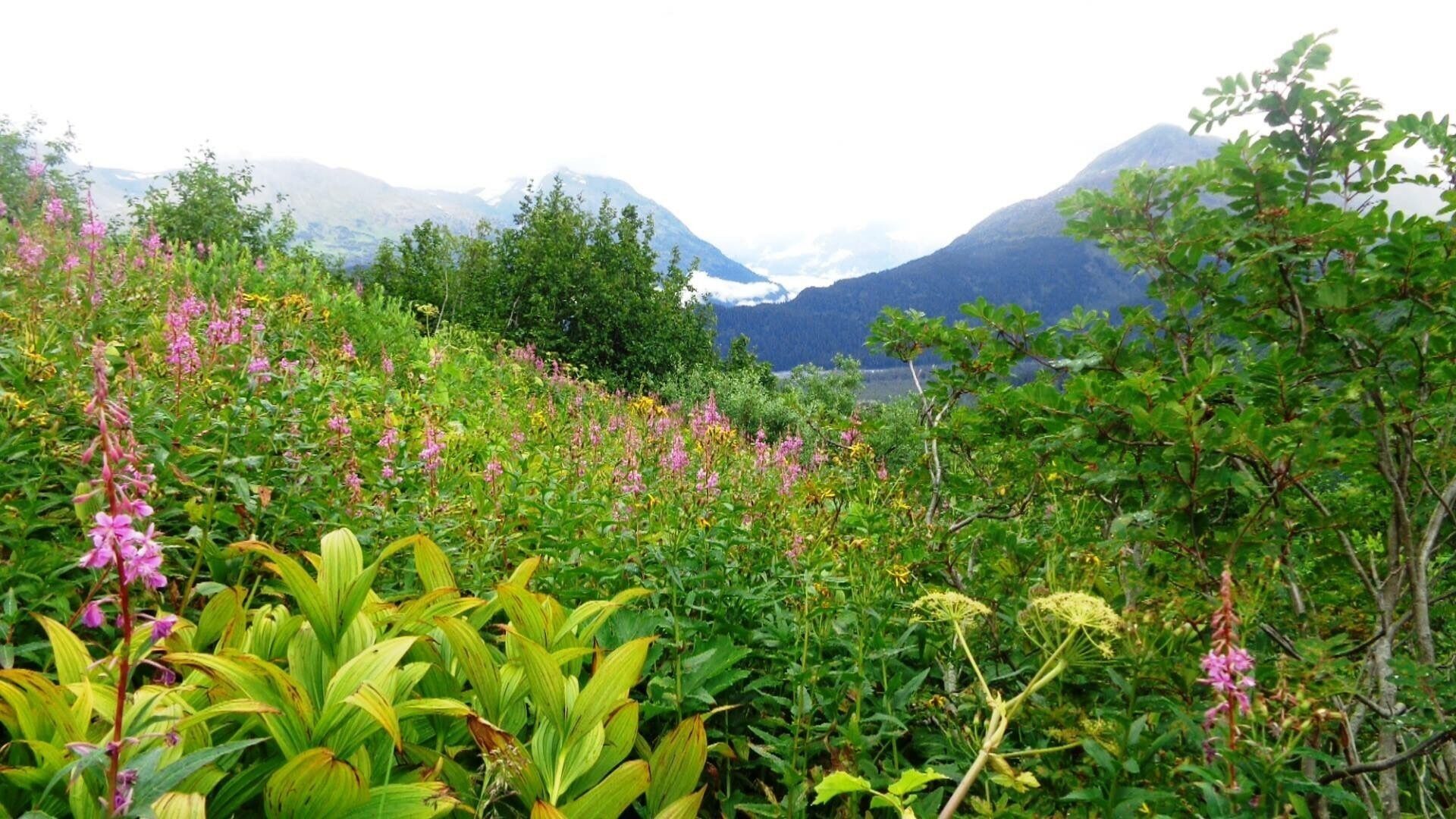 Beautiful hike on our trek up to ice climb exit glacier. If you are staying near Seward and have an adventurous soul check out some ice climbing adventures, it's a blast! 