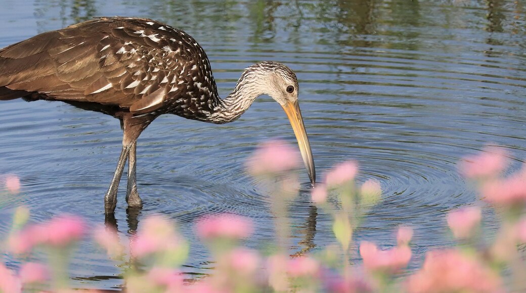 Limpkin Wading near Pink Blossoms Circle B Bar Reserve Lakeland FL