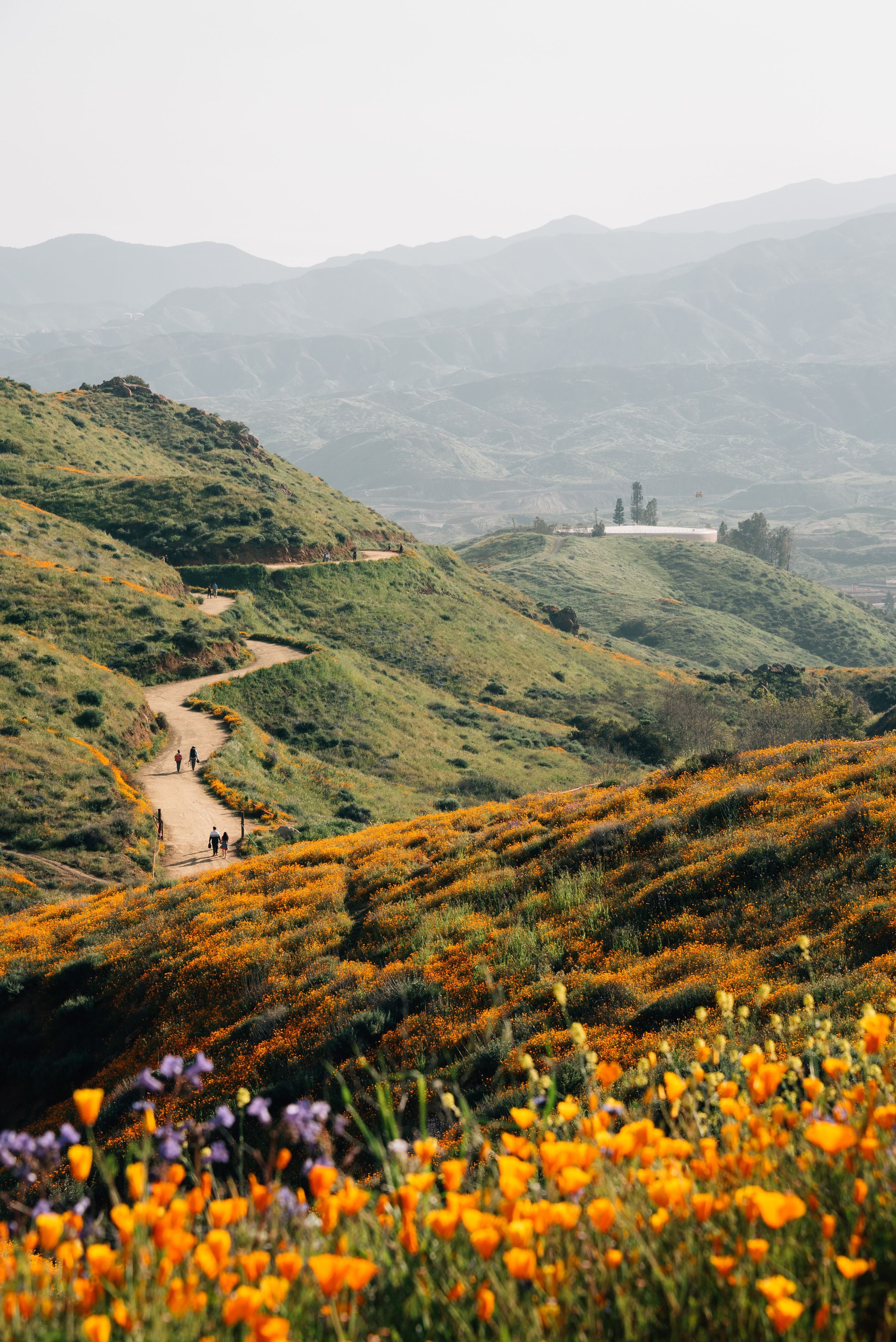 A hilly landscape with a dirt path, wildflowers, and distant mountains.