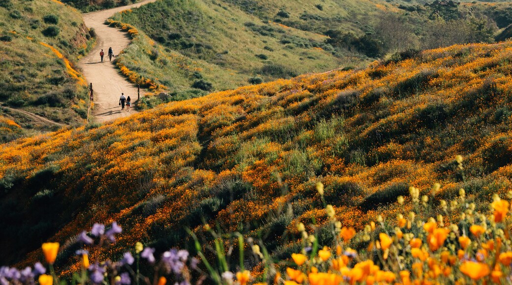 A hilly landscape with a dirt path, wildflowers, and distant mountains.