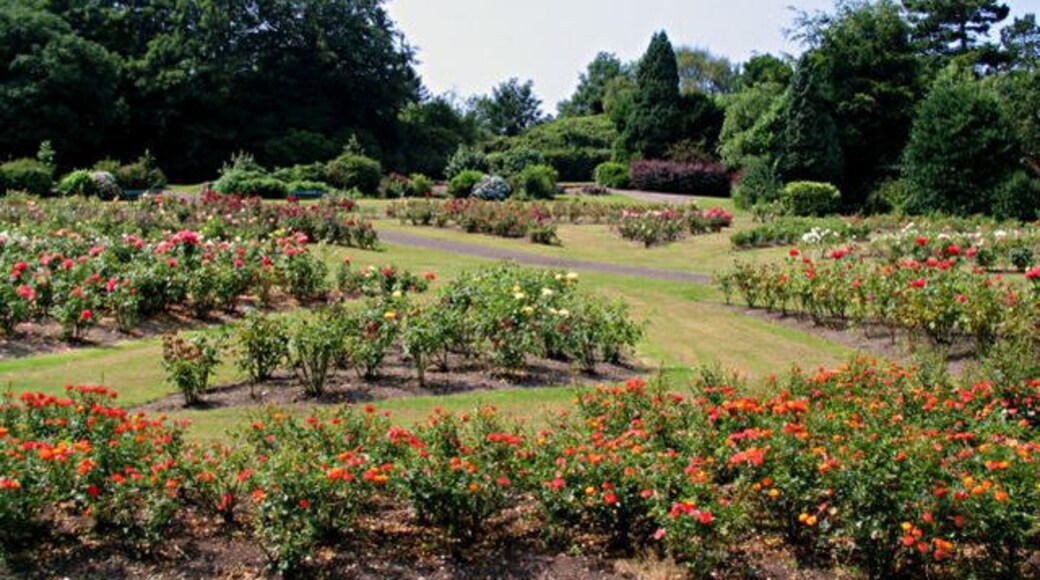 Rose Garden at the Arno