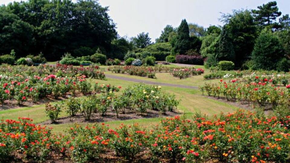 Rose Garden at the Arno