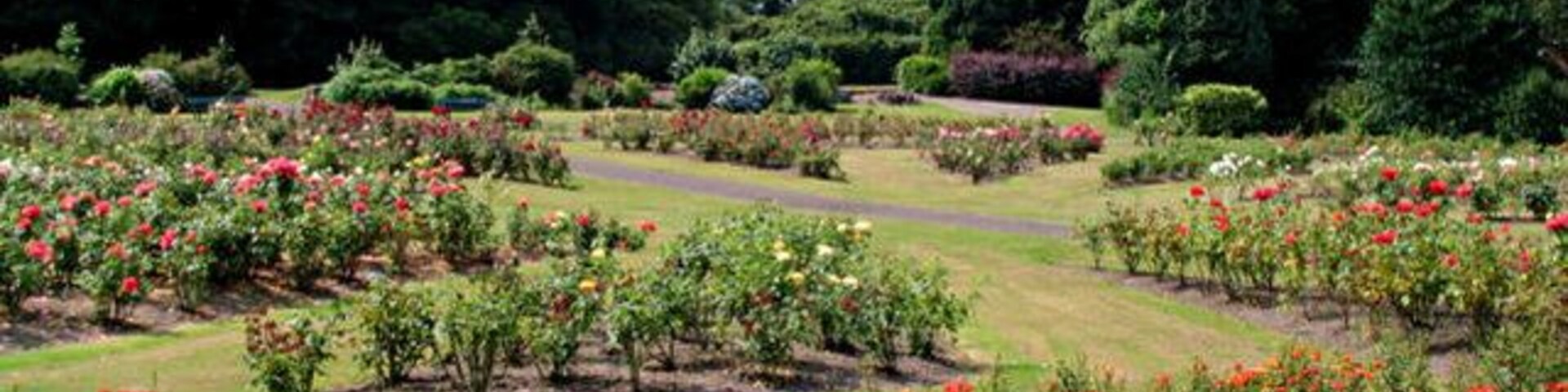 Rose Garden at the Arno