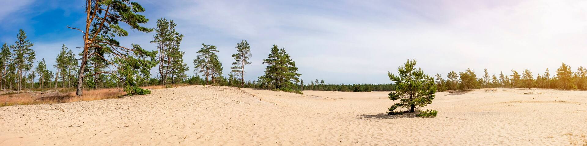 Kaibaldi nõmm, sandy area in Hiiumaa, Hiiu County Estonia. Pihla-Kaibaldi Nature Reserve, natural wonder in pine tree forest.