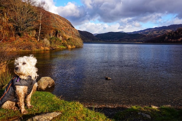 Poppy at Llyn Dinas