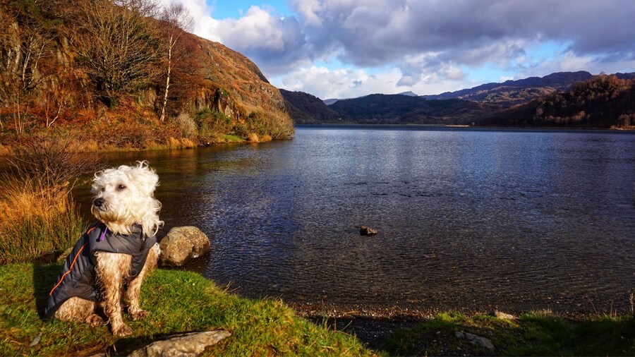 Poppy at Llyn Dinas