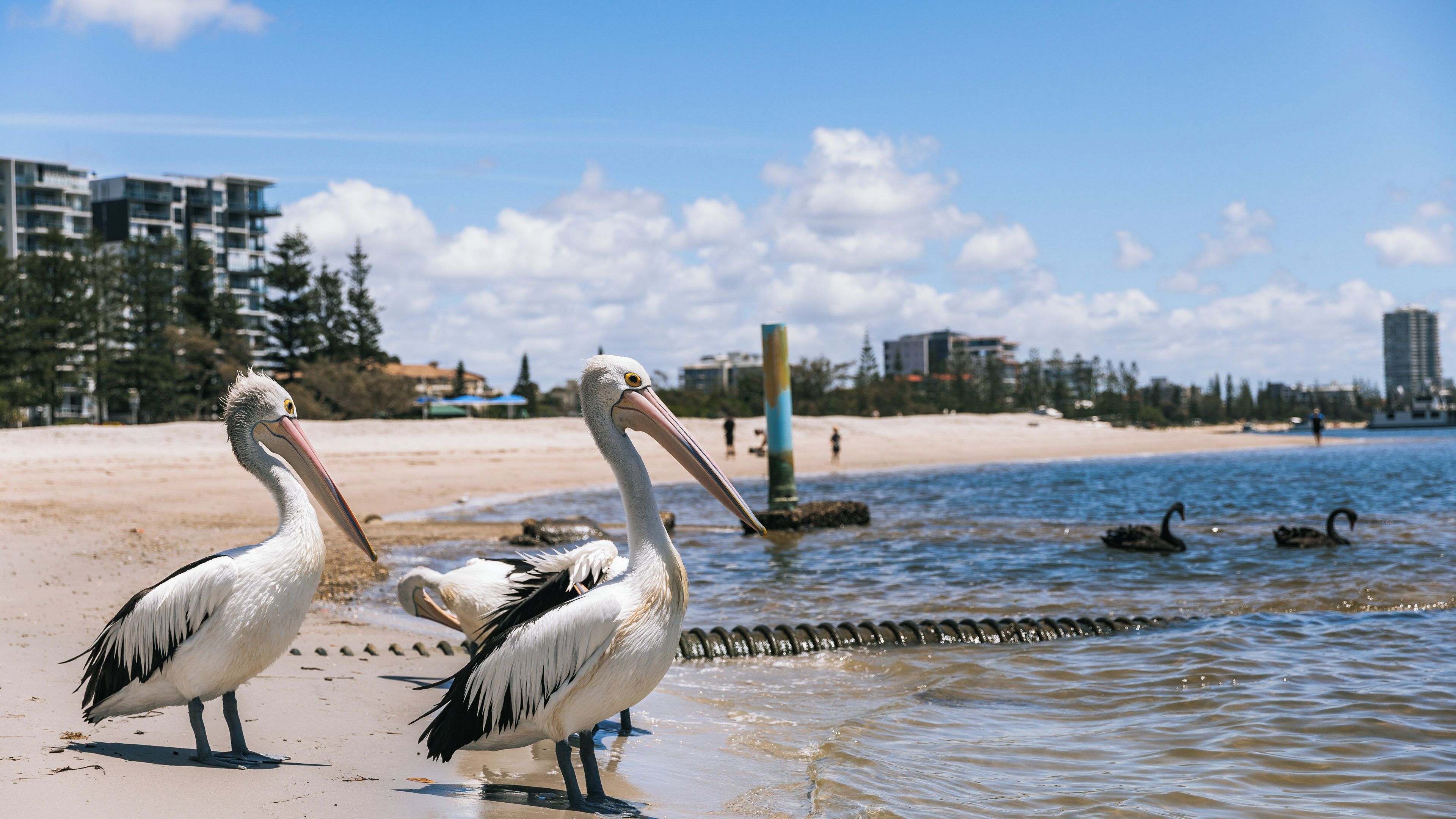 Pelicans on a beach with a cityscape in the background.