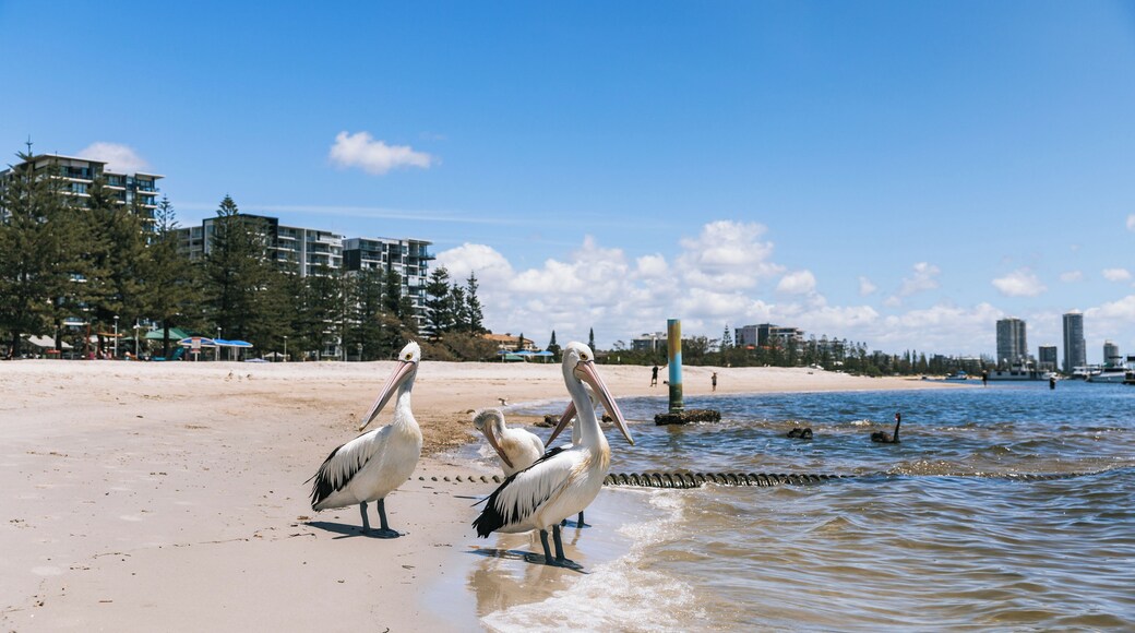 A beach with three pelicans standing in shallow water, a sandy shore, and buildings in the background.
