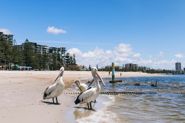 Uma praia com três pelicanos em águas rasas, areal arenoso e edifícios ao fundo.