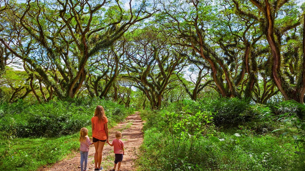 A forested path with a woman and two children walking.