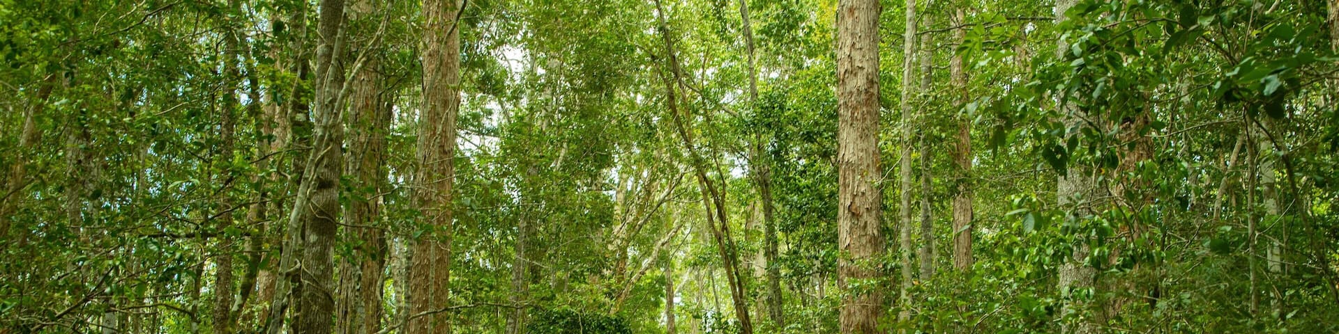 Eurimbula National Park featuring forest scenes