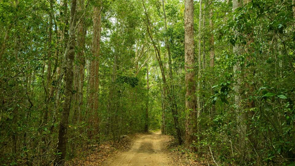 A forest path surrounded by tall trees and dense foliage.