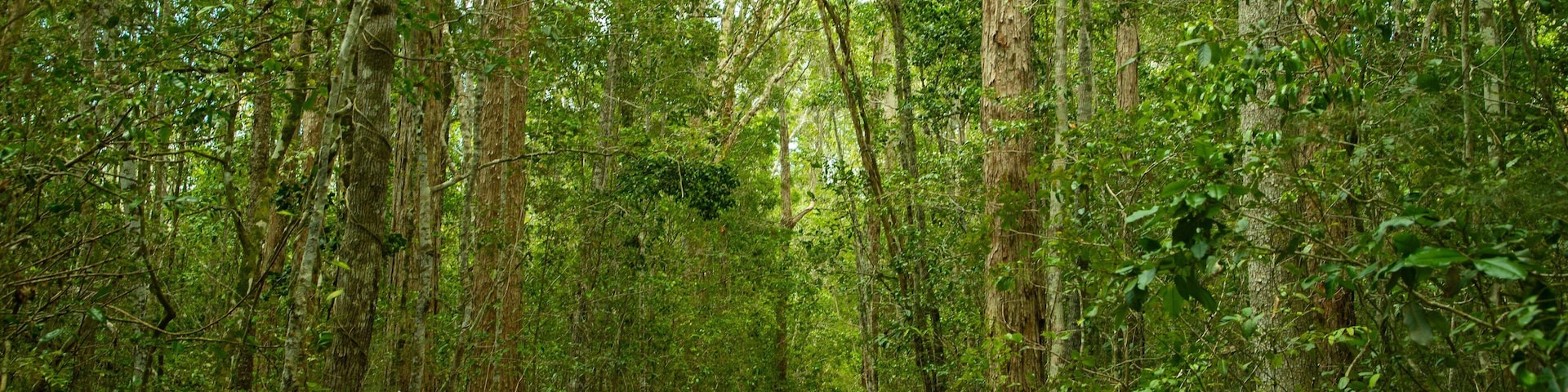 Eurimbula National Park featuring forest scenes