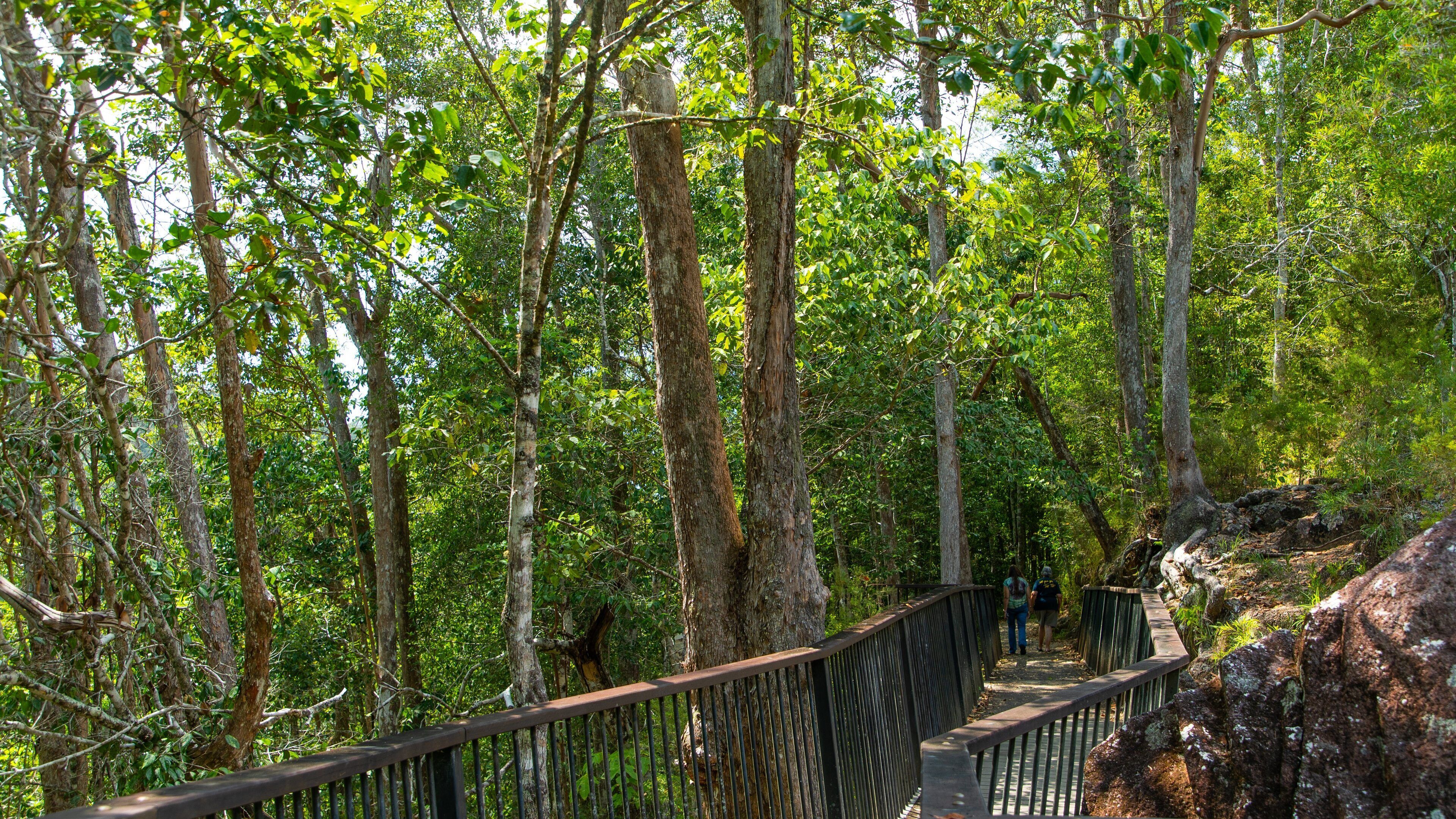 Mount Hypipamee National Park featuring forest scenes