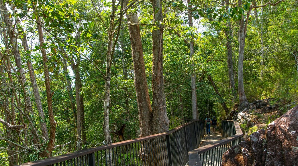 Mount Hypipamee National Park featuring forest scenes