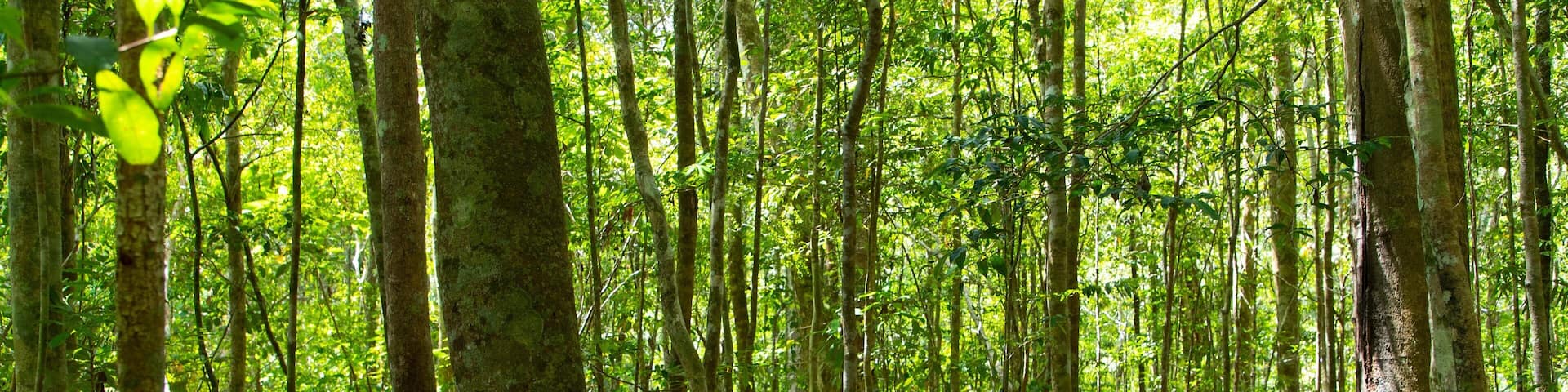 Mount Hypipamee National Park which includes forests