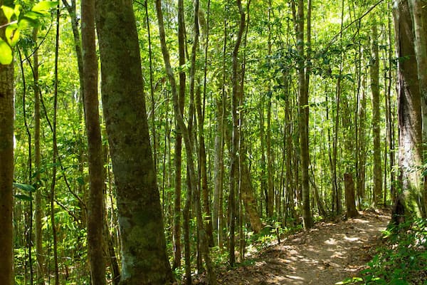Mount Hypipamee National Park which includes forests