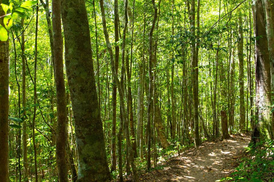 Une forêt avec un sentier de terre.