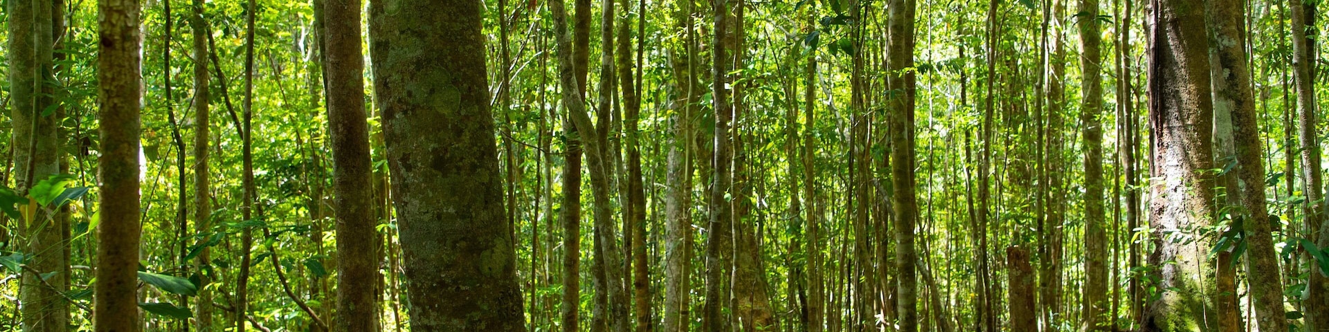 Mount Hypipamee National Park which includes forests