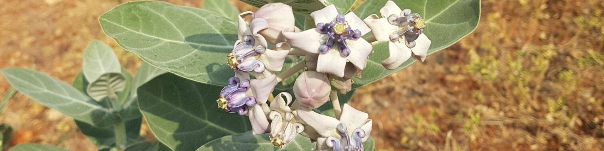 On my way from Dodoma to Iringa, our bus broke down, as we waiting to be fixed I took this shot