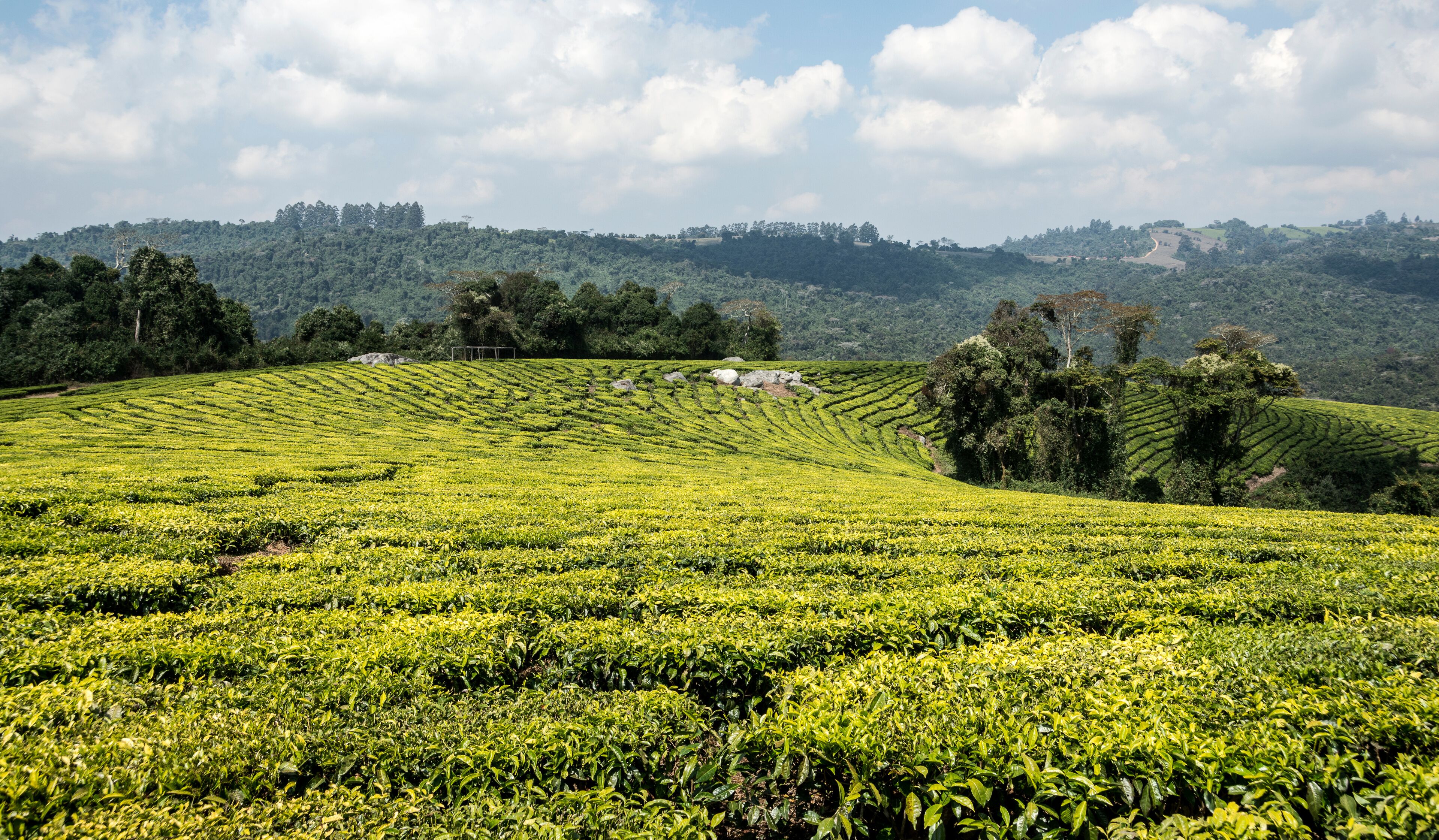 Picture of a tea plantation in the Mufindi highlands in South Tanzania, Africa.