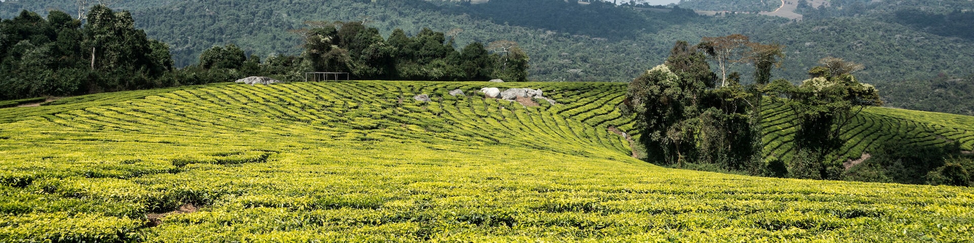 Picture of a tea plantation in the Mufindi highlands in South Tanzania, Africa.