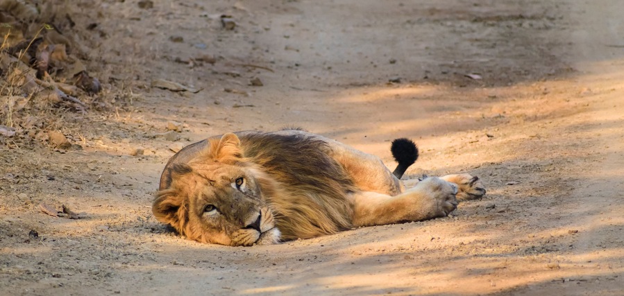 A female Asiatic lion lies on the floor and stares into the distance in the forests of the Gir National Park in Gujarat, India.