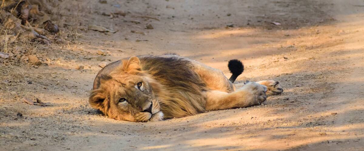 A lion lying on a dirt path in a dry, open landscape.