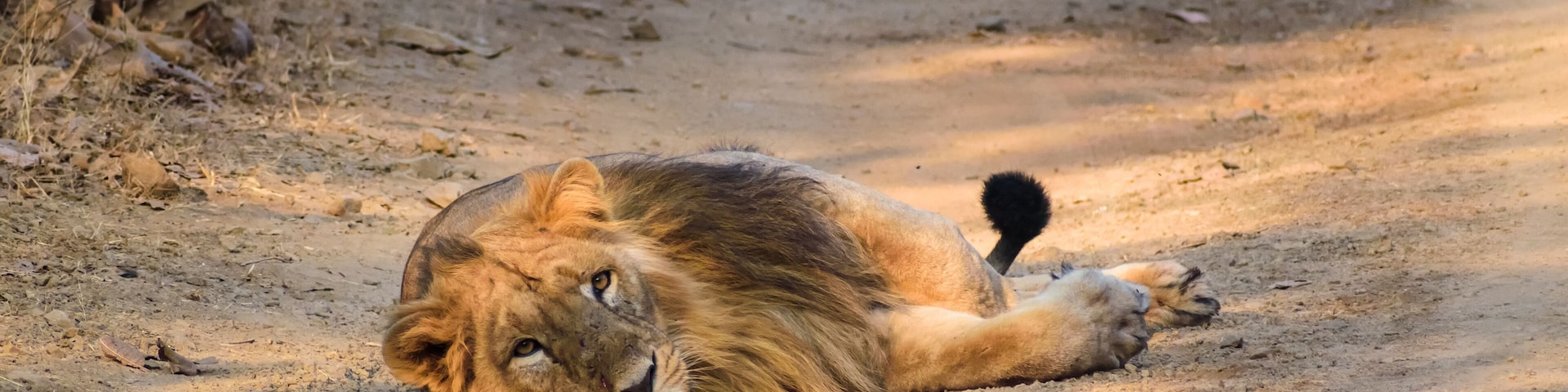 A lion lying on a dirt path in a dry, open landscape.