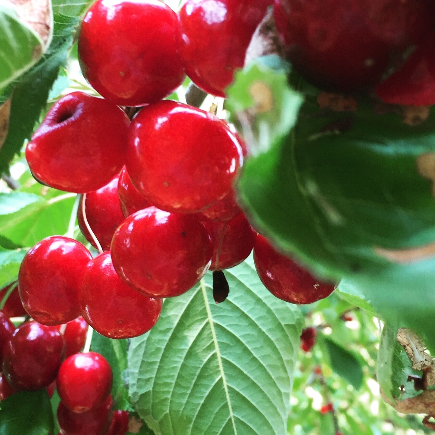Cherry season in early July. Yummy eats