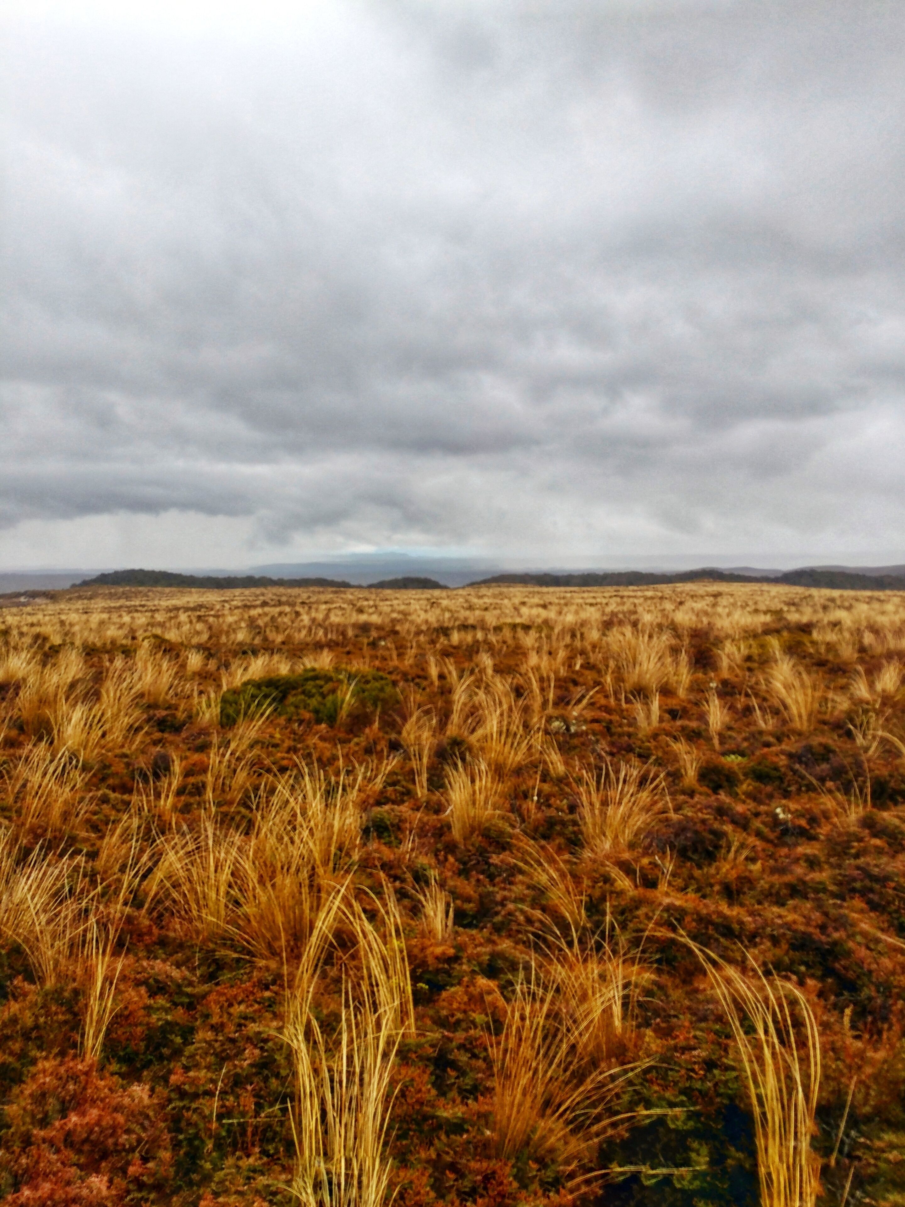 Field of gold along Taranaki Falls trail