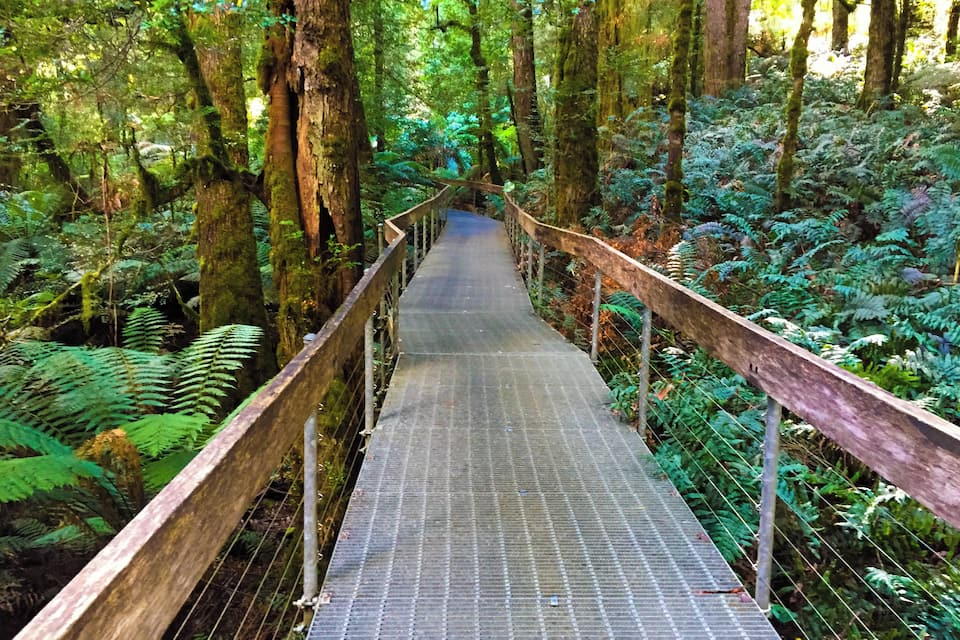 A wooden boardwalk through a dense forest with tall trees and ferns.