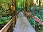 Boardwalk at The rainforest gallery, Warburton, Australia