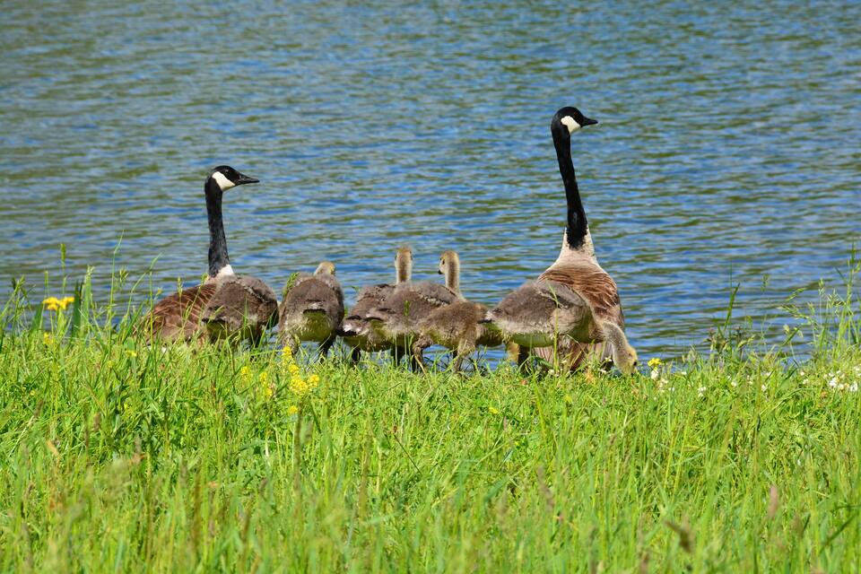 A group of geese by a lake with green grass and water.
