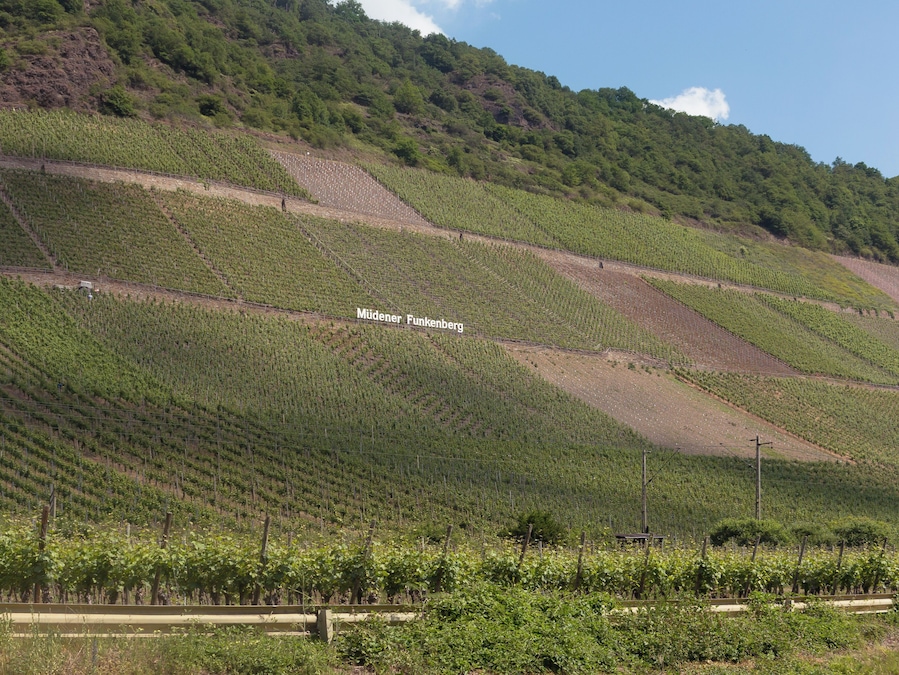 A vineyard with rows of grapevines on a hillside.