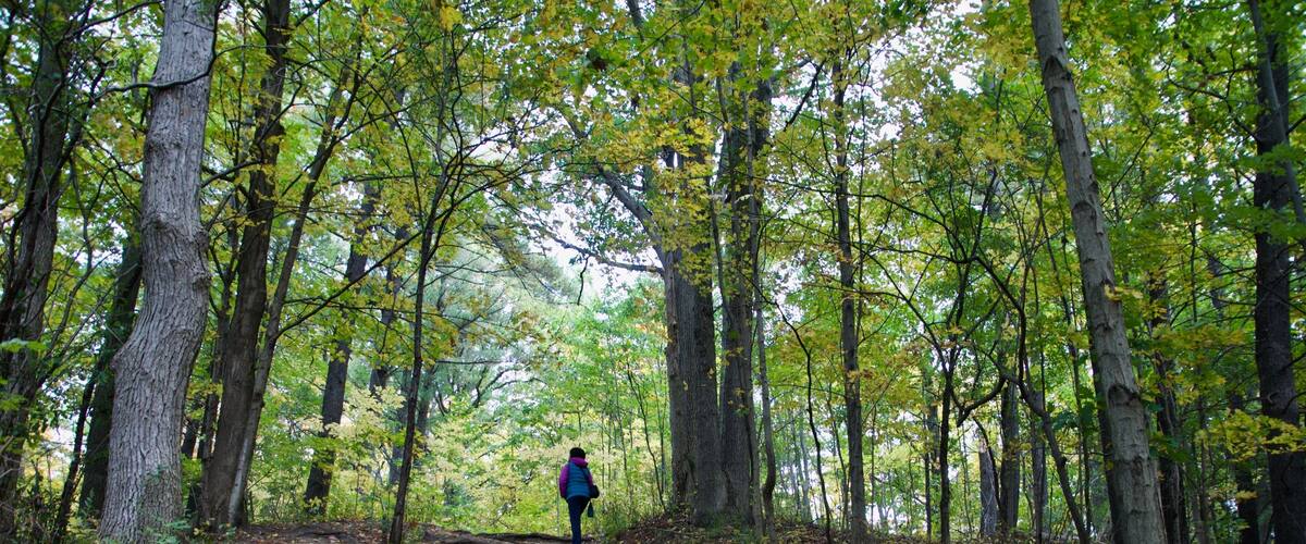 A forested path with a person walking away from the camera.
