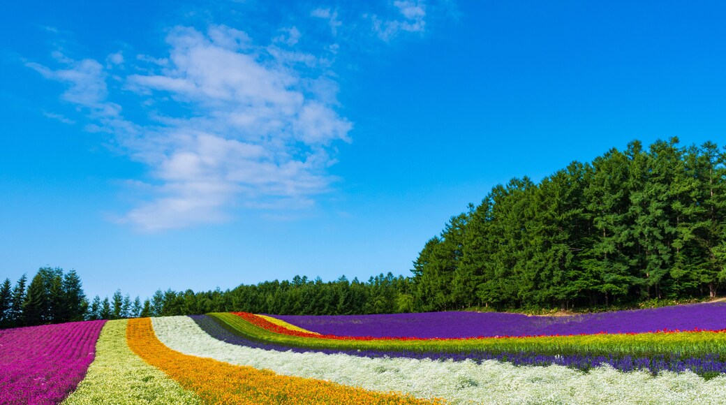 ファーム富田 花畑