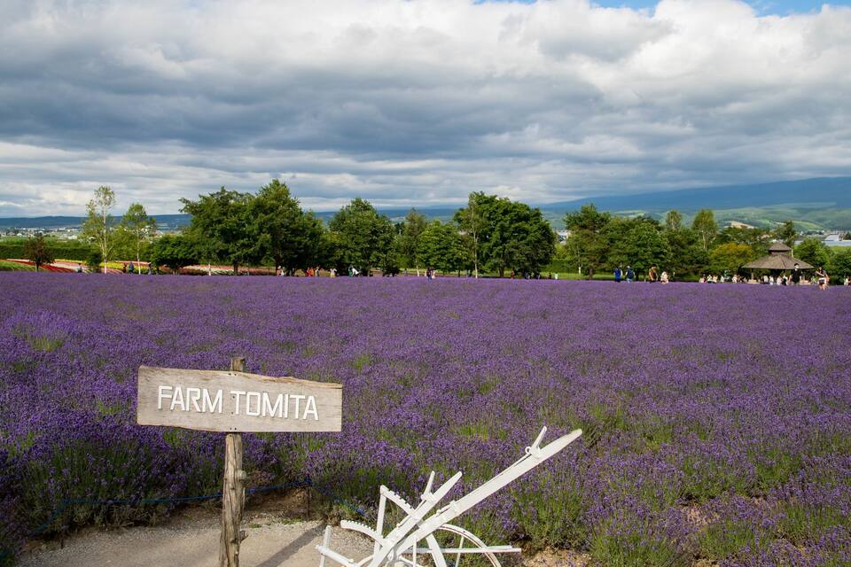 A lavender field with a sign reading "FARM TOMITA" and a white windmill in the foreground.