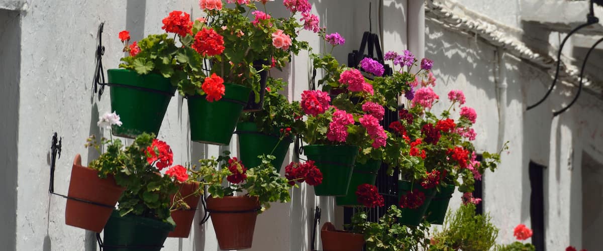 Macetas colgantes con diversas flores frente a la fachada de un edificio blanco.