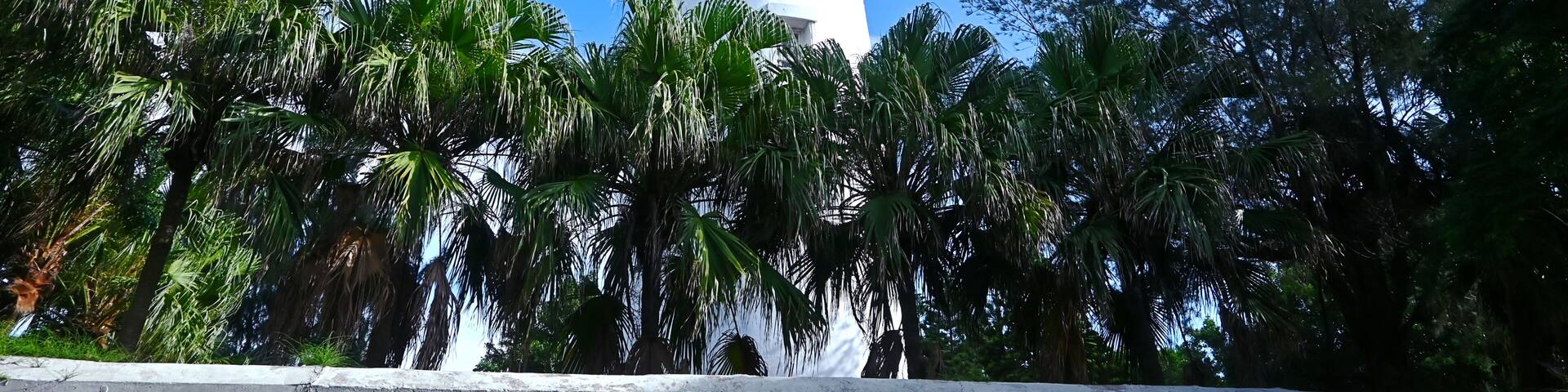 Un faro blanco rodeado de palmeras y un cielo azul despejado.