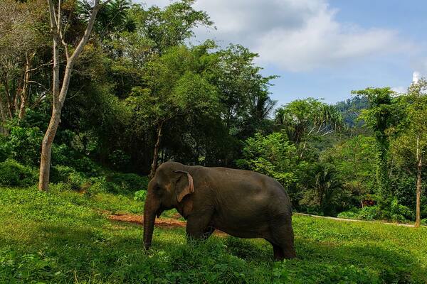 Highly recommend Phuket Elephant Sanctuary. The energy in incredible! Thank you PES for what you do!