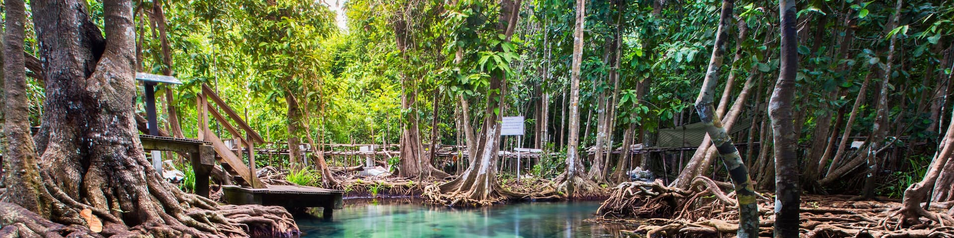A clear water body surrounded by dense mangrove roots and trees.