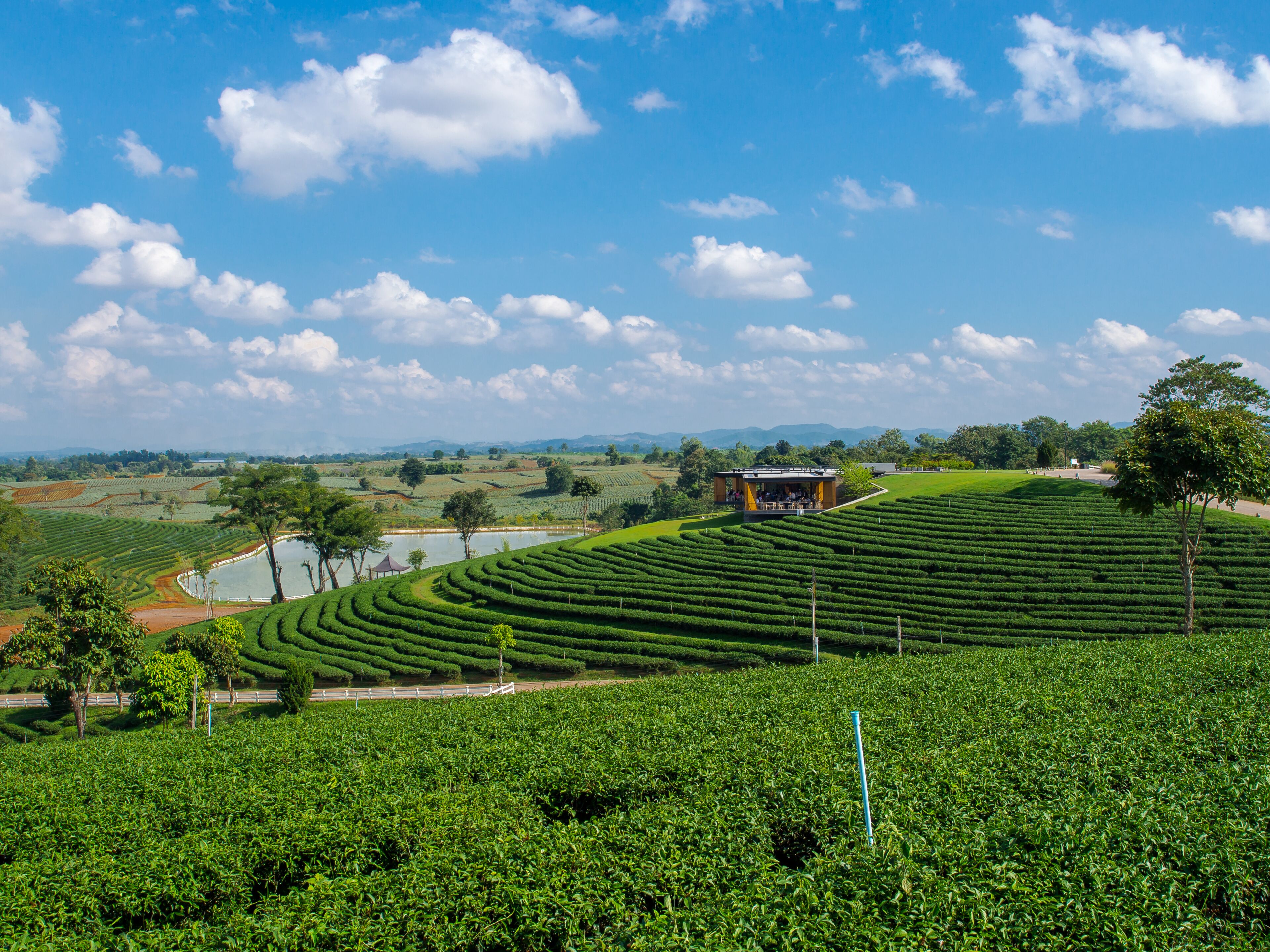 November 26, 2016 Tea Plantation at Choui Fong Tea Plantation, Chiang Rai, Thailand